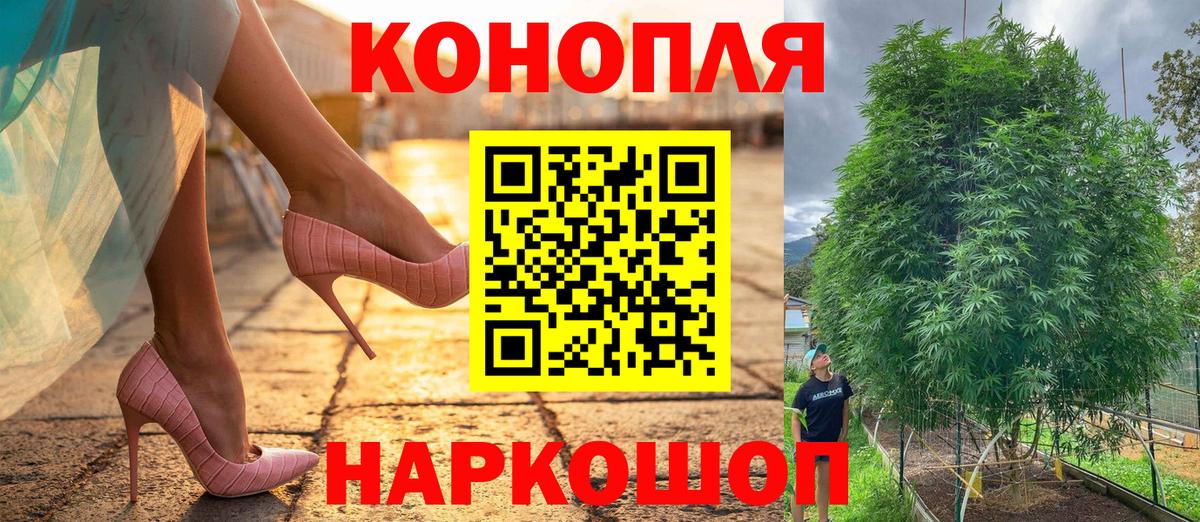 Конопля сатива Губкинский